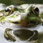 frog